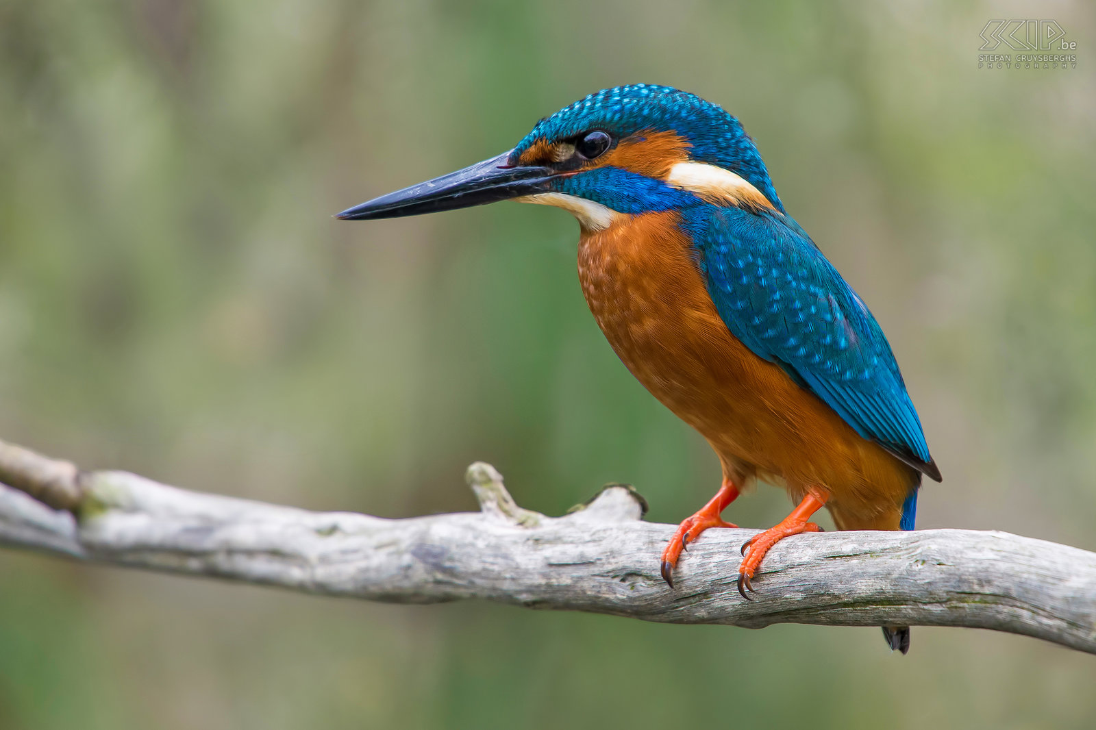 Birds - Kingfisher A wonderful kingfisher (Alcedo atthis) from my hide at a small pool of my friends. This is an adult kingfisher with bright orange feet. Stefan Cruysberghs